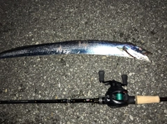 タチウオの釣果