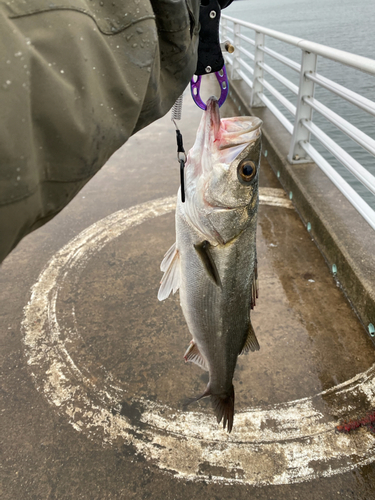 フッコ（マルスズキ）の釣果