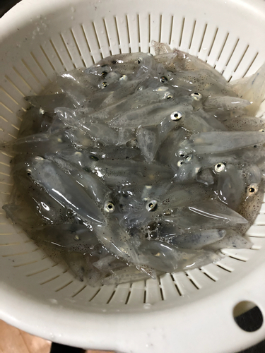 ベイカの釣果