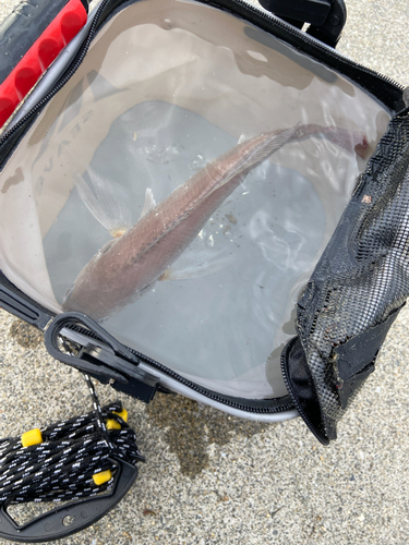 イシモチの釣果