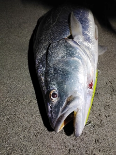 オオニベの釣果