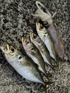 アジの釣果