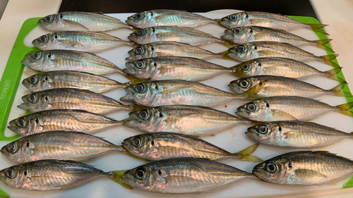 アジの釣果