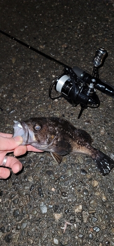 ソイの釣果