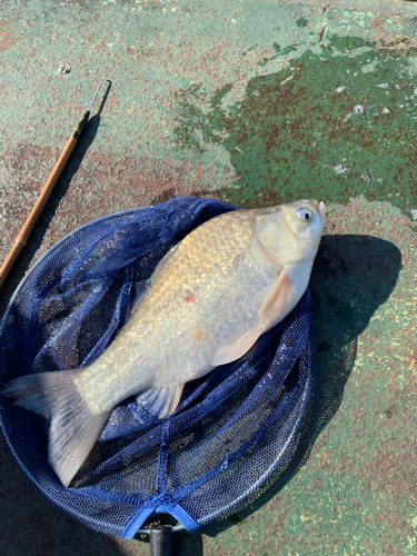 ヘラブナの釣果