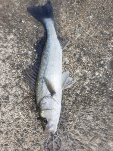 セイゴ（マルスズキ）の釣果