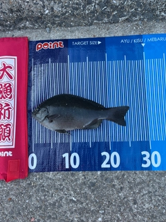 メジナの釣果