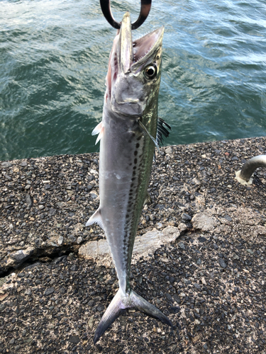 サゴシの釣果