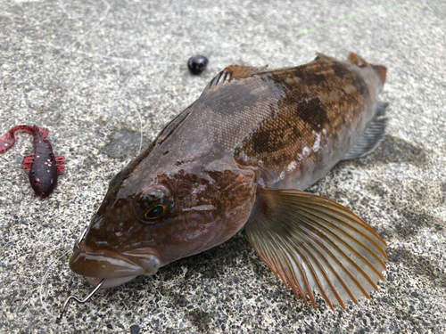 アイナメの釣果