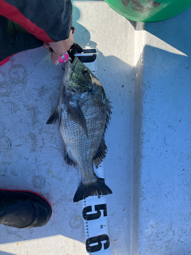 クロダイの釣果