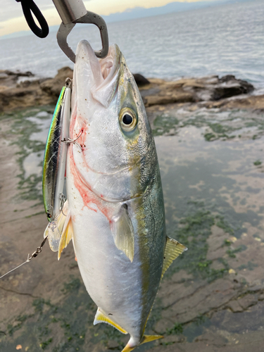 イナダの釣果