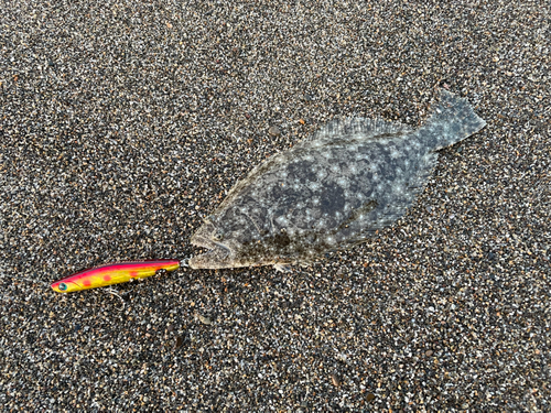 ヒラメの釣果