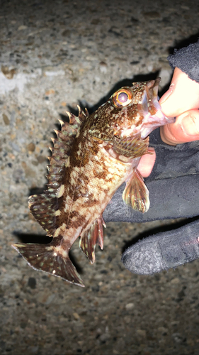 カサゴの釣果