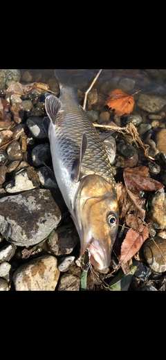 ニゴイの釣果