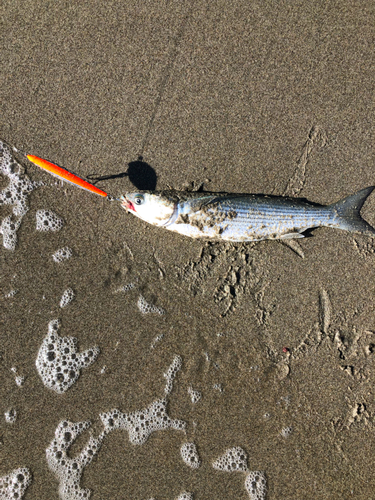 ボラの釣果