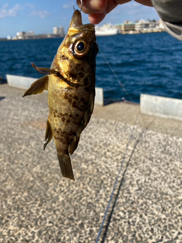 シロメバルの釣果