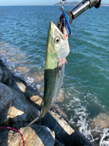 サゴシの釣果