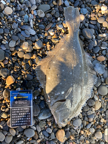 カレイの釣果