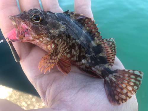 カサゴの釣果