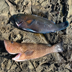 オオモンハタの釣果