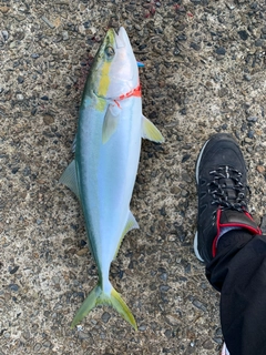ハマチの釣果