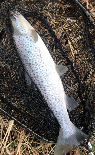 ブラウントラウトの釣果