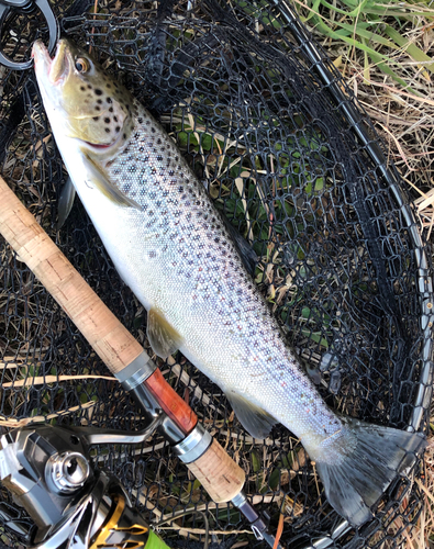 ブラウントラウトの釣果