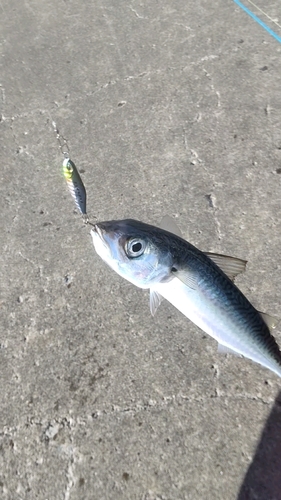 サバの釣果