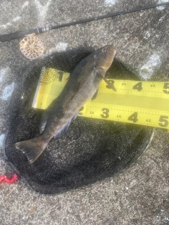 アブラコの釣果