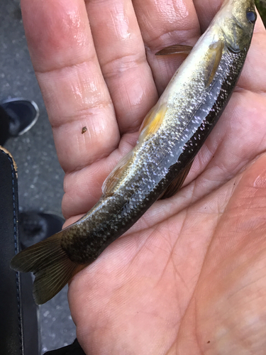 アブラハヤの釣果