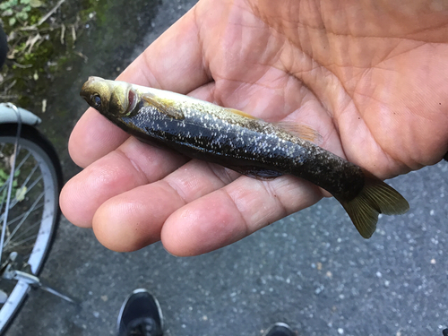 アブラハヤの釣果