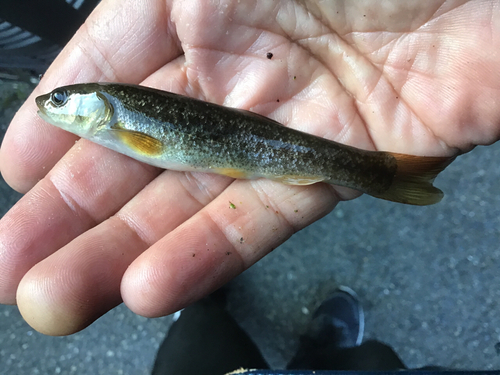 アブラハヤの釣果