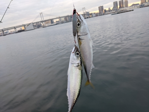 サバの釣果