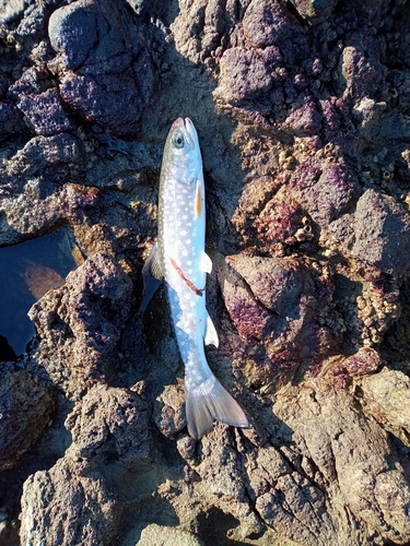 アメマスの釣果