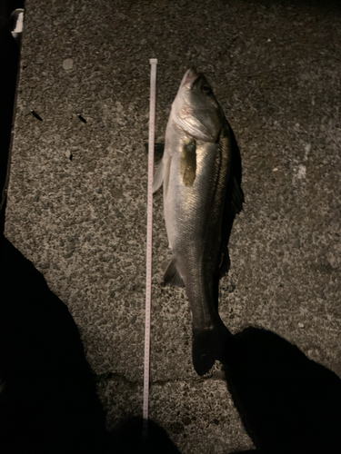 シーバスの釣果