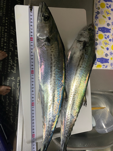 サゴシの釣果