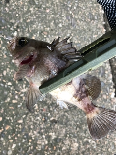 メバルの釣果