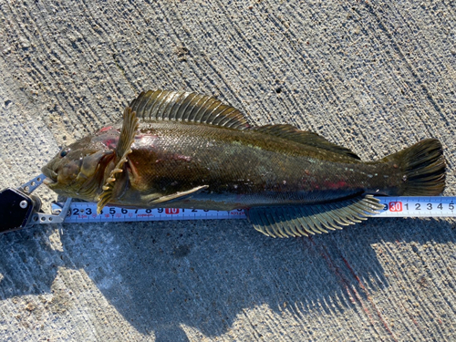 アイナメの釣果