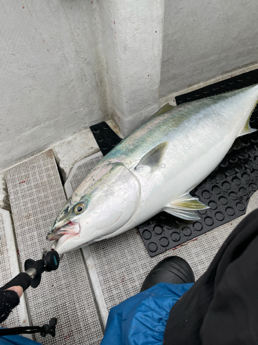 ブリの釣果