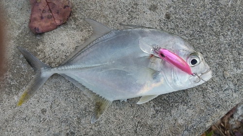 オニヒラアジの釣果