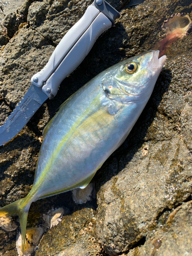 シマアジの釣果