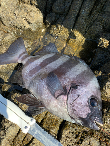 イシダイの釣果