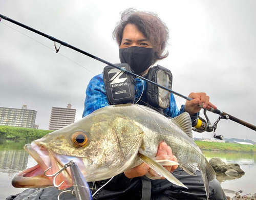 マルスズキの釣果