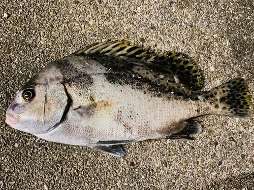 コショウダイの釣果