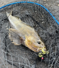 アブラコの釣果