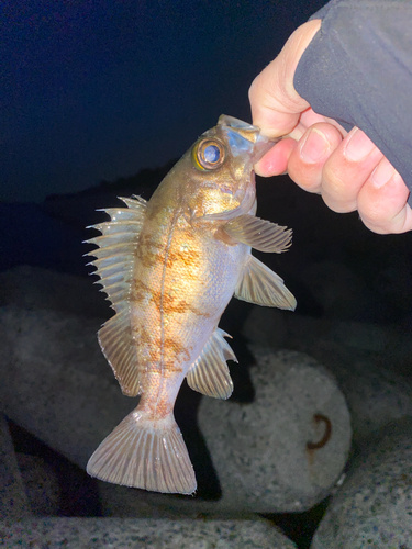 シロメバルの釣果