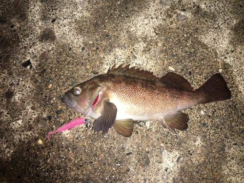 ガヤの釣果