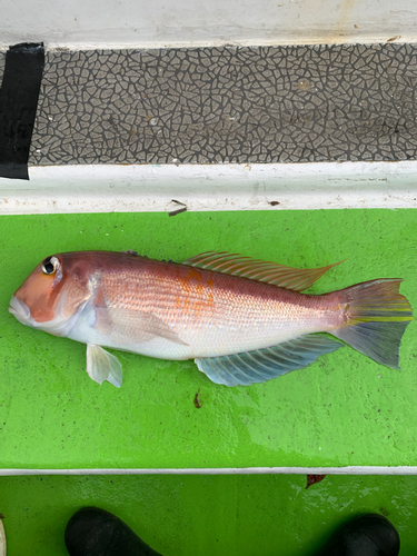 アマダイの釣果