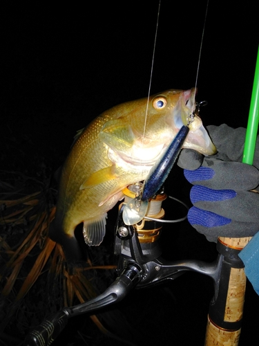 ラージマウスバスの釣果