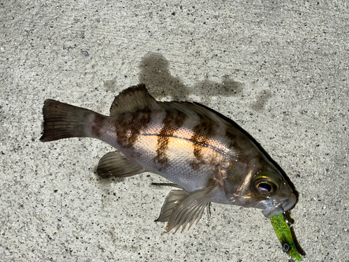 メバルの釣果